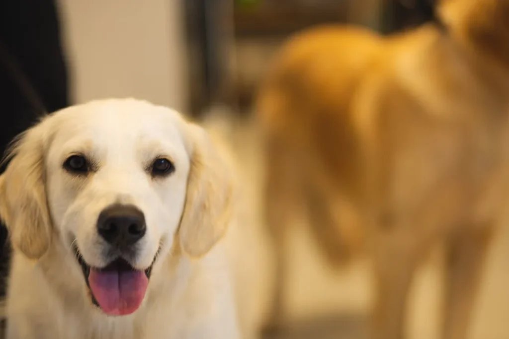 Happy purebred dog with opened mouth // Healthier Pets Today
