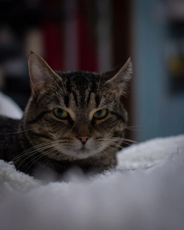 Head of Tabby Cat // Healthier Pets Today