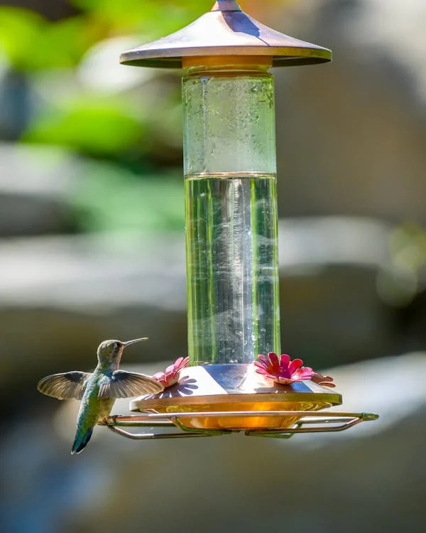 Hummingbird Perched on Bird Feeder // Healthier Pets Today