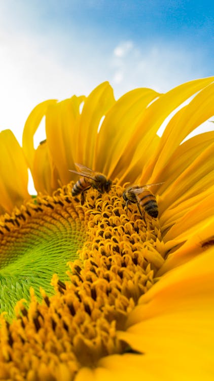Macro Photo of Bumblebees on Yellow Sunflower // Healthier Pets Today