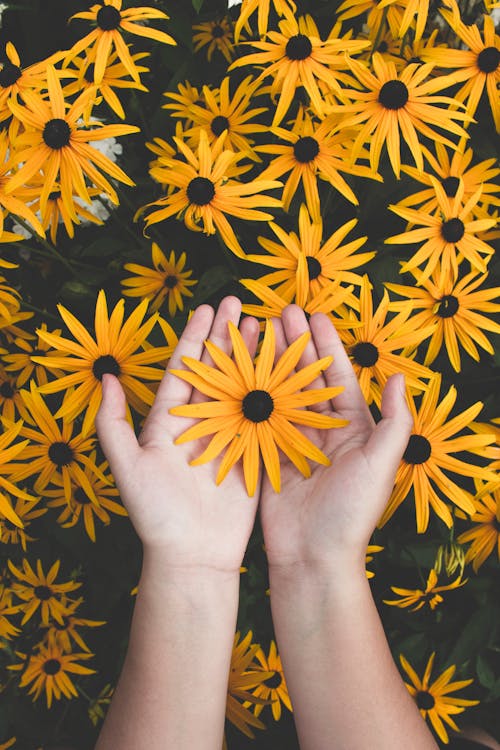 Person Holding Yellow Black-eyed Susan Flowers in Bloom // Healthier Pets Today