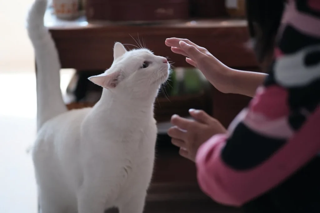 Person Playing with White Cat // Healthier Pets Today