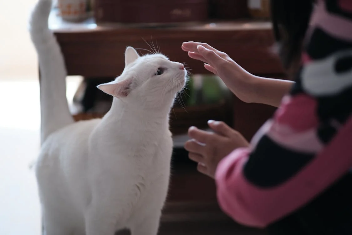 Person Playing with White Cat // Healthier Pets Today