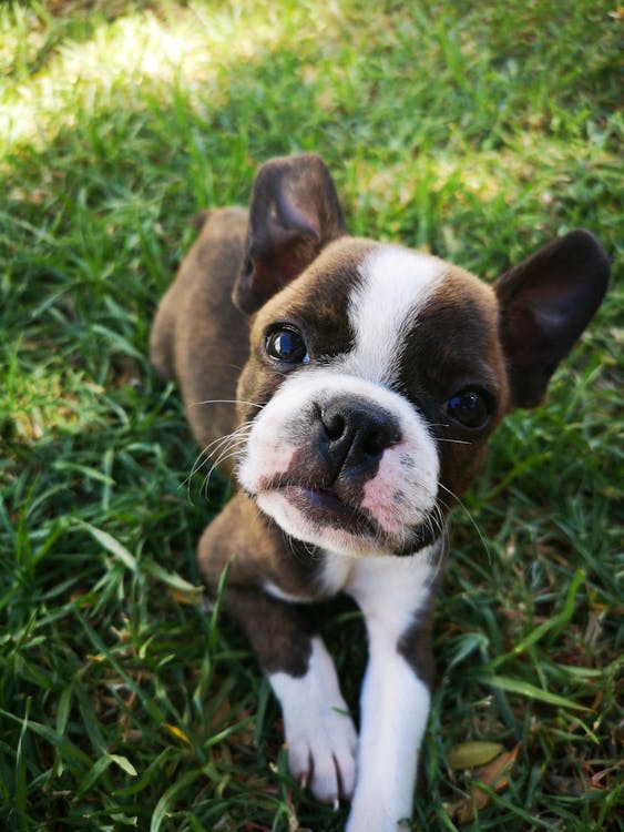 Photo of Brown and White Boston Terrier Puppy Sitting on Grass // Healthier Pets Today