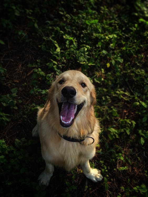Photo of Golden Retriever Sitting on Grass, Dog Collars // Healthier Pets Today