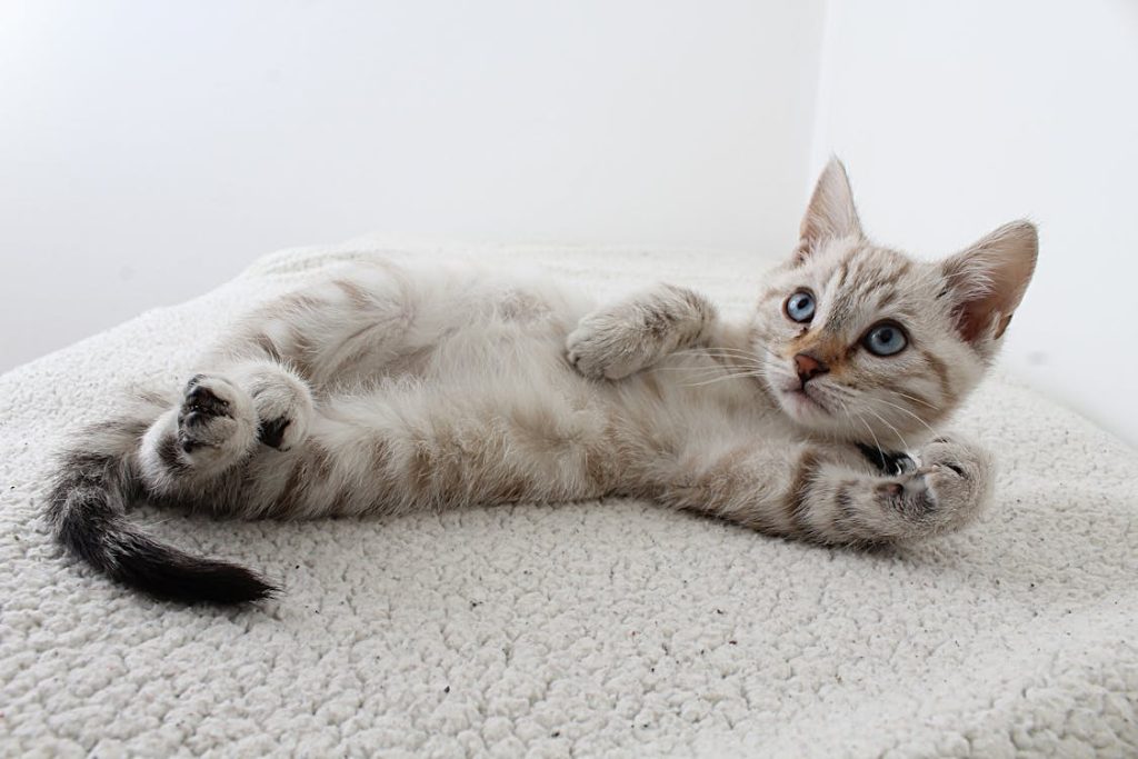 Photo of Grey Tabby Kitten Lying Down // Healthier Pets Today