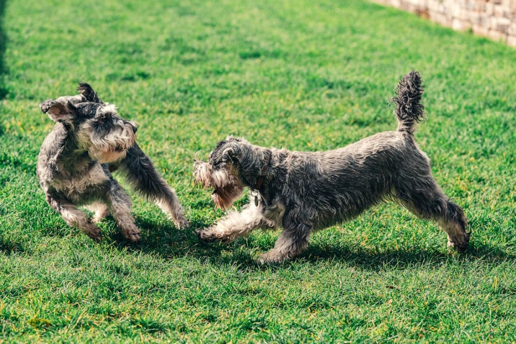 Photo of Two Schnauzer Playing on Grass // Healthier Pets Today