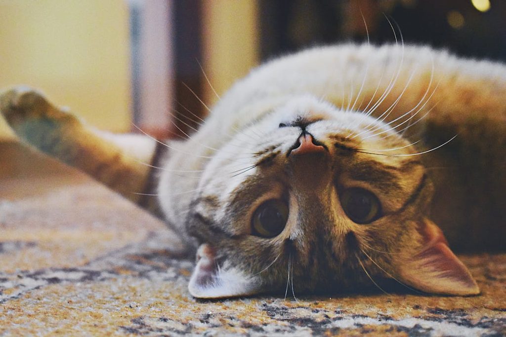 Playful Cat lying on a Carpet // Healthier Pets Today