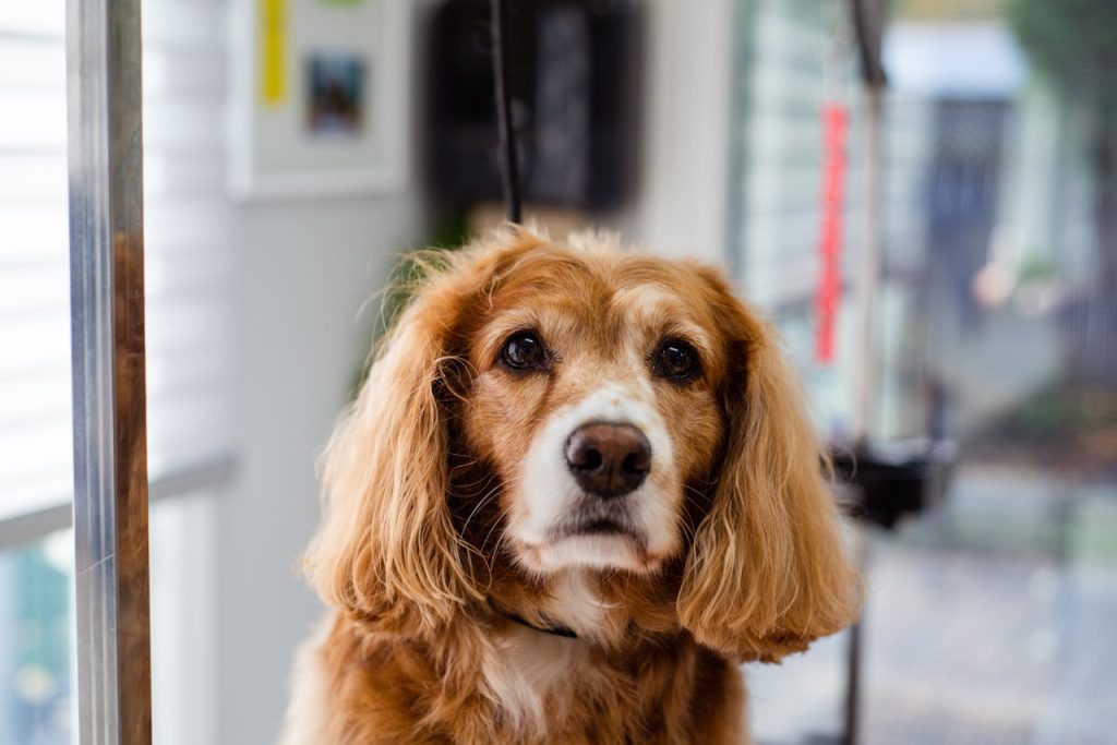 Portrait of Dog // Healthier Pets Today