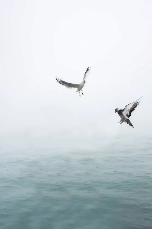 Seagulls Flying above Water // Healthier Pets Today