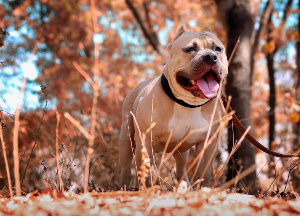 Selective Focus Photo of Pitbull // Healthier Pets Today