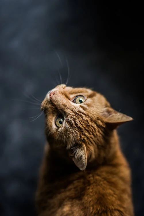 Selective Focus Photography Of Cat // Healthier Pets Today