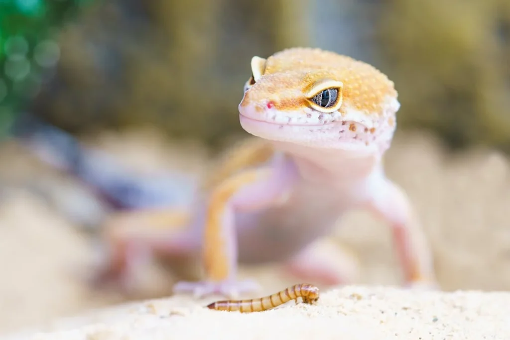 Types of Lizards Pets, Shallow Focus Photography of Brown Gecko // Healthier Pets Today