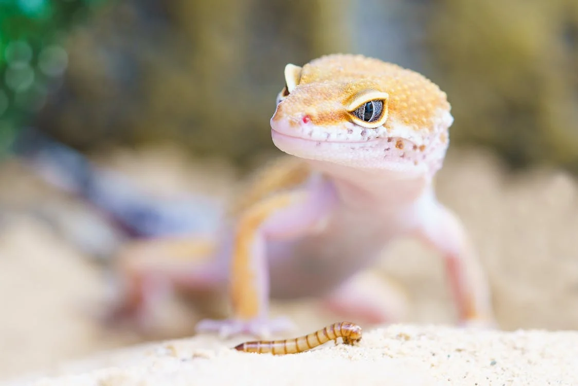 Types of Lizards Pets, Shallow Focus Photography of Brown Gecko // Healthier Pets Today