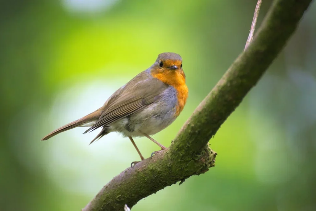 Are Birds Mammals, Shallow Focus Photography of Gray and Orange Bird // Healthier Pets Today