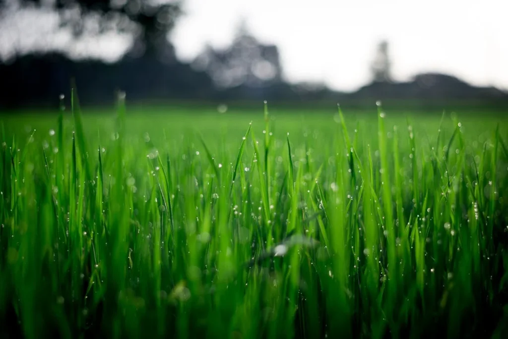 Weed killer safe for pets, Shallow Focus Photography of Green Grasses during Daytime // Healthier Pets Today
