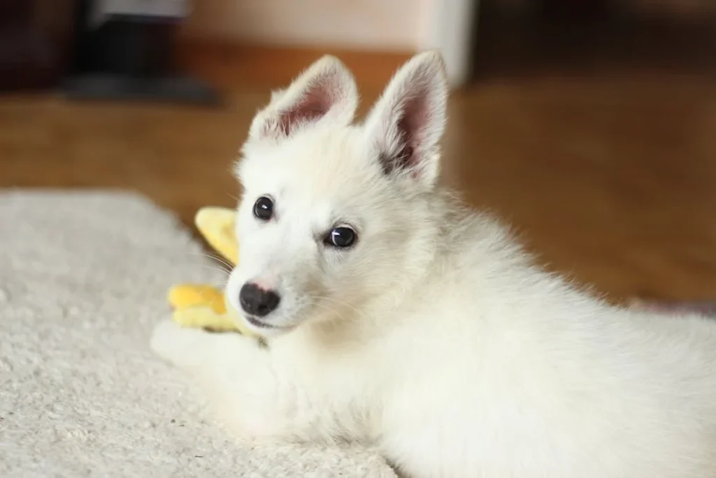 Short-coated White Dog on White Textile // Healthier Pets Today