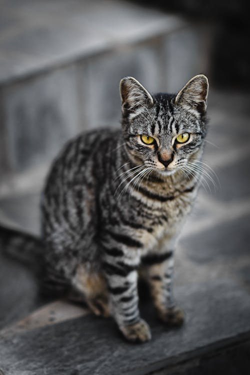 Tabby Cat Sitting // Healthier Pets Today