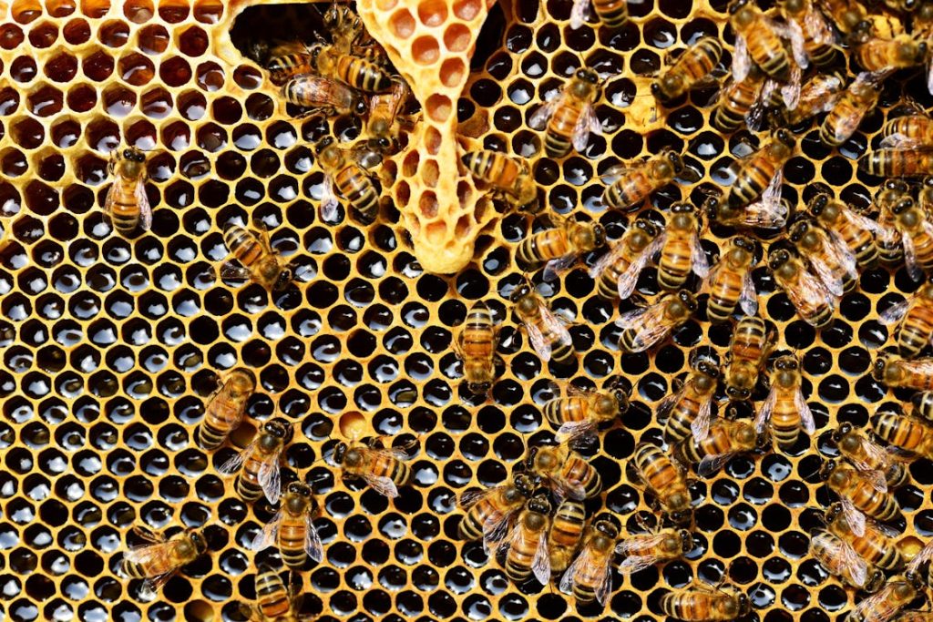 Can Dogs have Honey, Top View of Bees Putting Honey // Healthier Pets Today