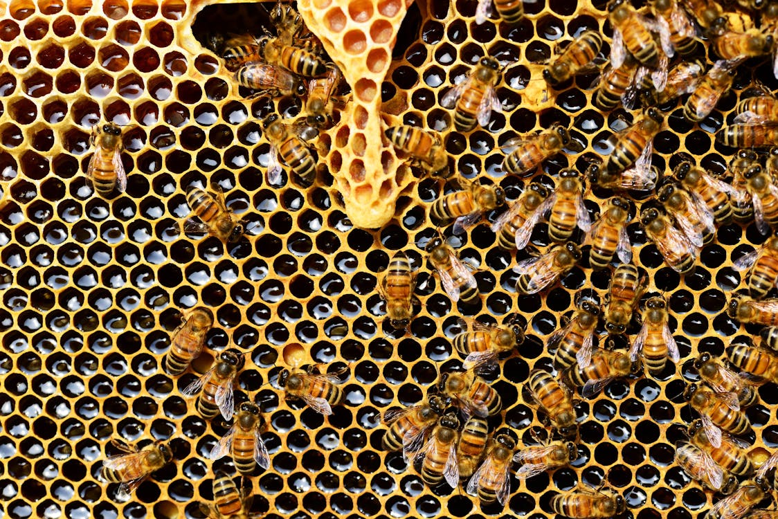 Can Dogs have Honey, Top View of Bees Putting Honey // Healthier Pets Today