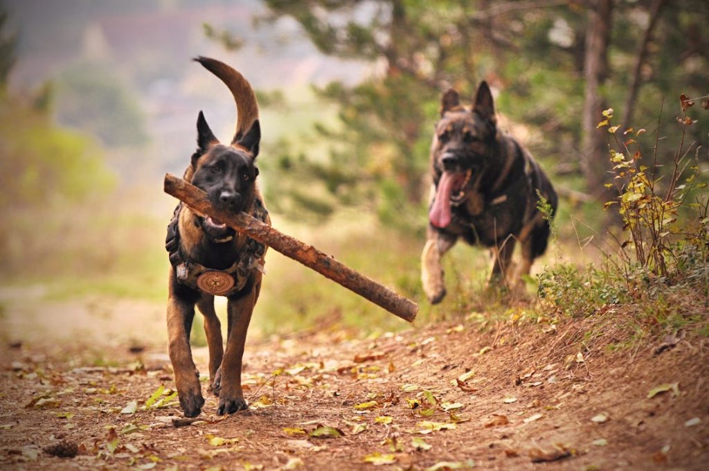 Two Adult Black-and-tan German Shepherds Running on Ground // Healthier Pets Today