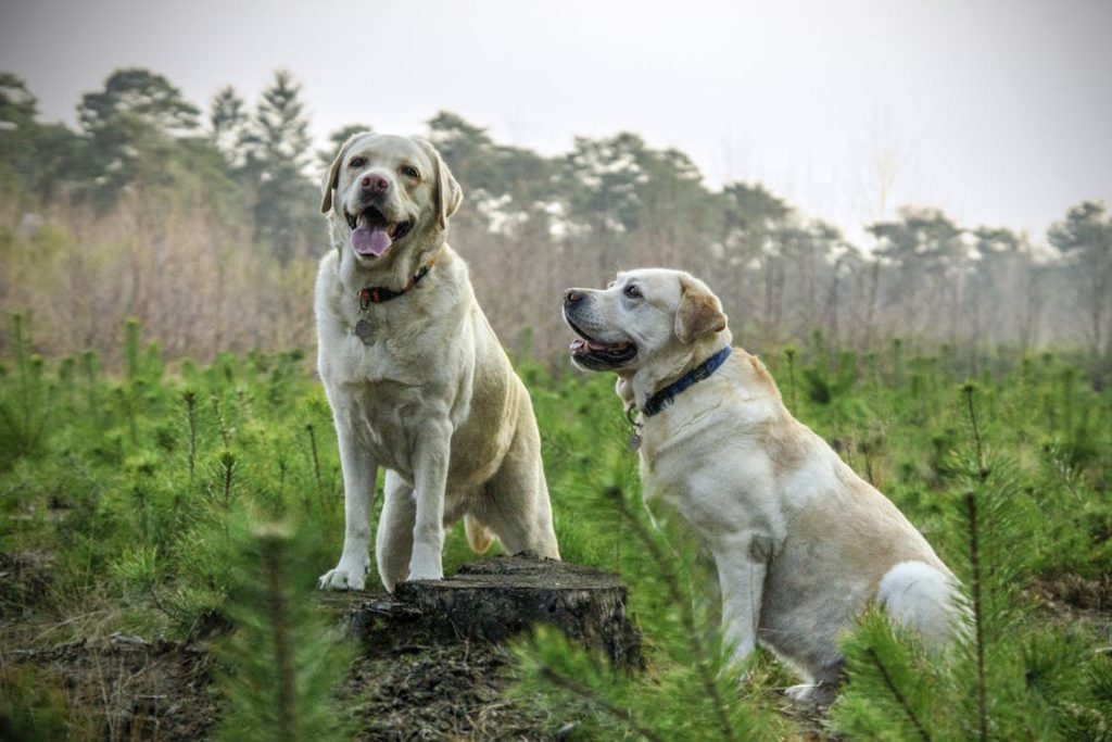 Two Adult Yellow Labrador Retrievers // Healthier Pets Today