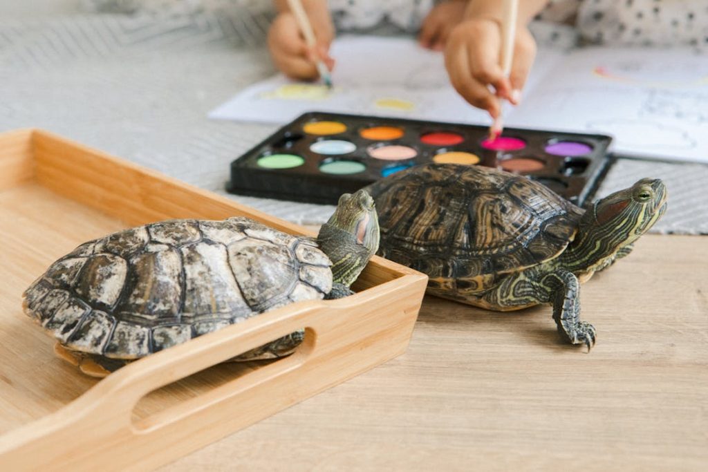 Two Turtles Looking at Unrecognizable Children // Healthier Pets Today
