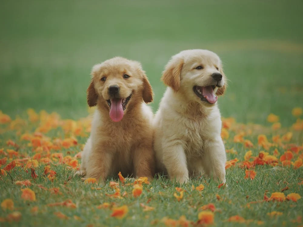 Two Yellow Labrador Retriever Puppies // Healthier Pets Today