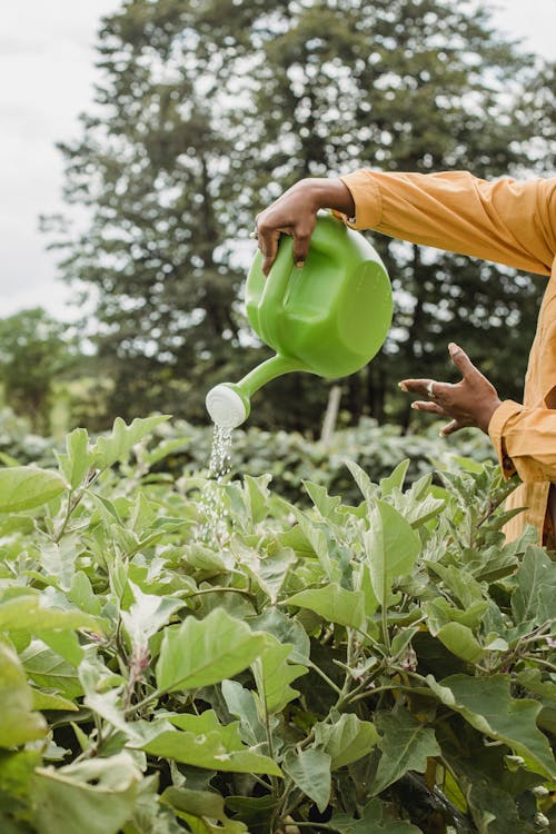 Watering of Crops using Watering Pot // Healthier Pets Today