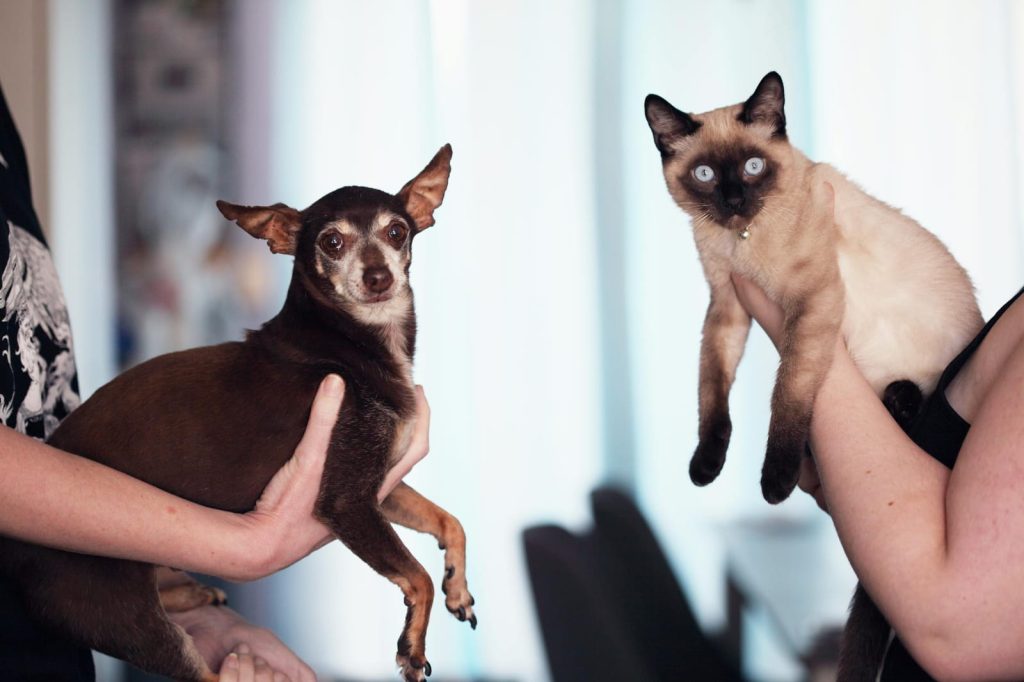 Photo of People Holding Siamese Cat and Chihuahua // Healthier Pets Today