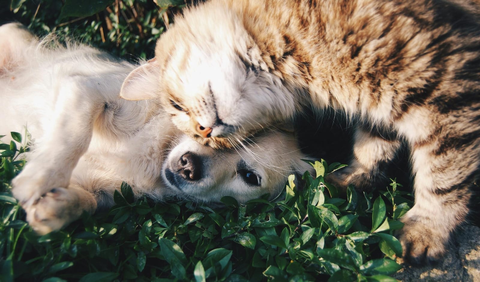 bravecto, Orange Tabby Cat Beside Fawn Short-coated Puppy // Healthier Pets Today
