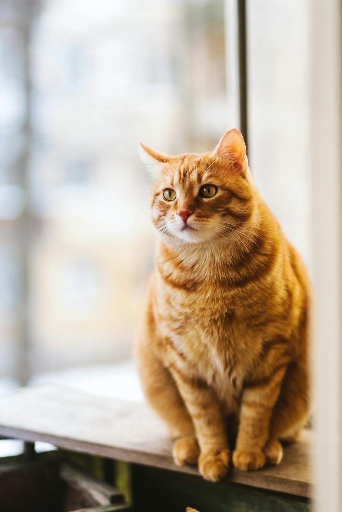 Selective Focus Photography of Orange Tabby Cat // Healthier Pets Today