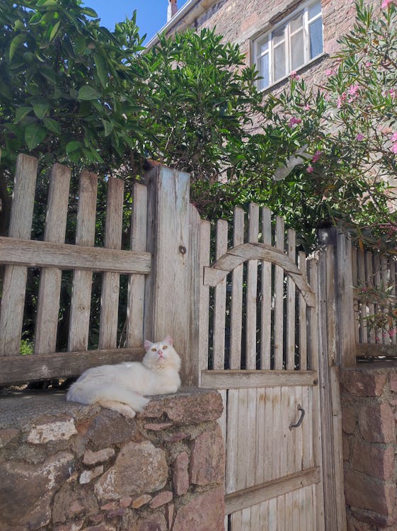 White Cat Relaxing on Top of a Garden Wall // Healthier Pets Today