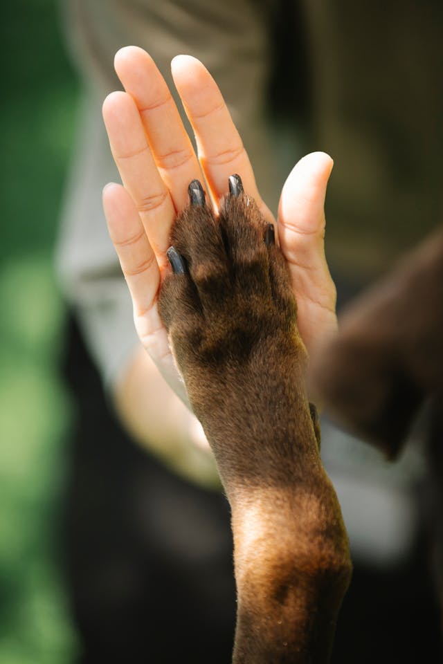 Woman having high five with obedient dog // Healthier Pets Today