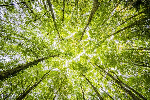 Worms Eyeview of Green Trees // Healthier Pets Today