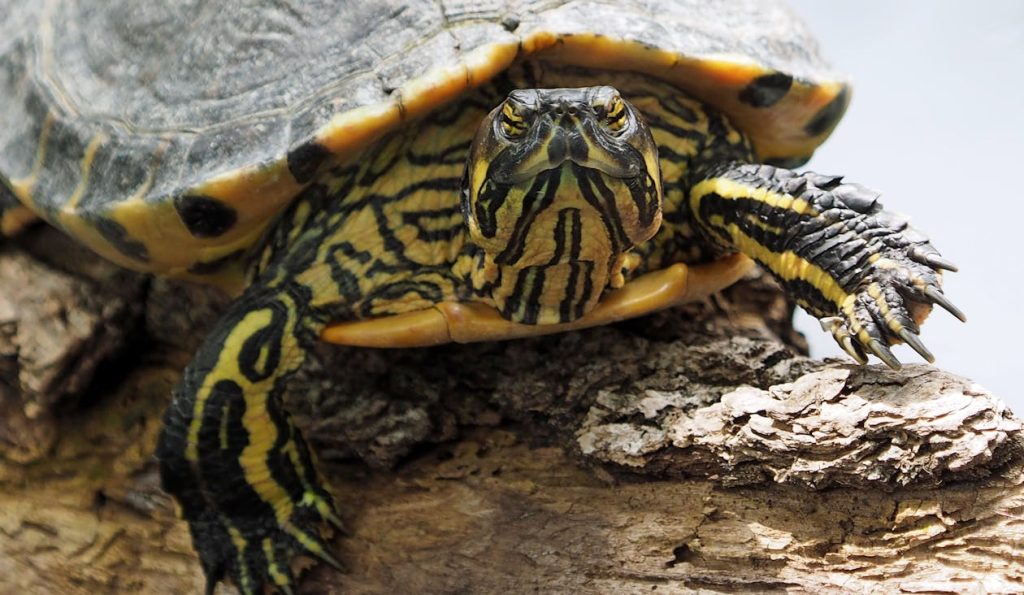 Types of Turtles for Pets, Yellow and Black Turtle // Healthier Pets Today