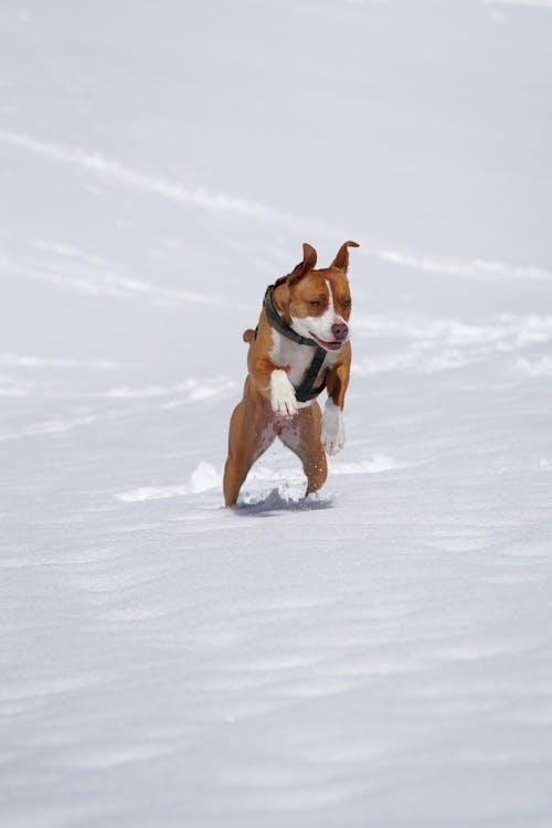 a pitbull dog playing in the snow // Healthier Pets Today