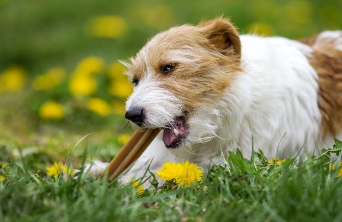 dental chews // Healthier Pets Today
