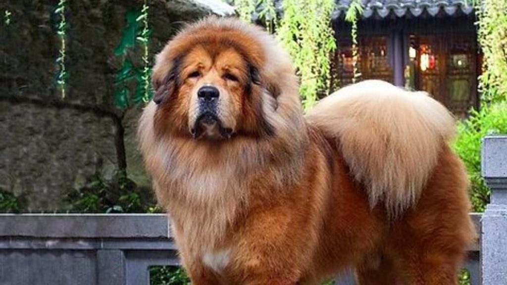 Tibetan Mastiff // Healthier Pets Today