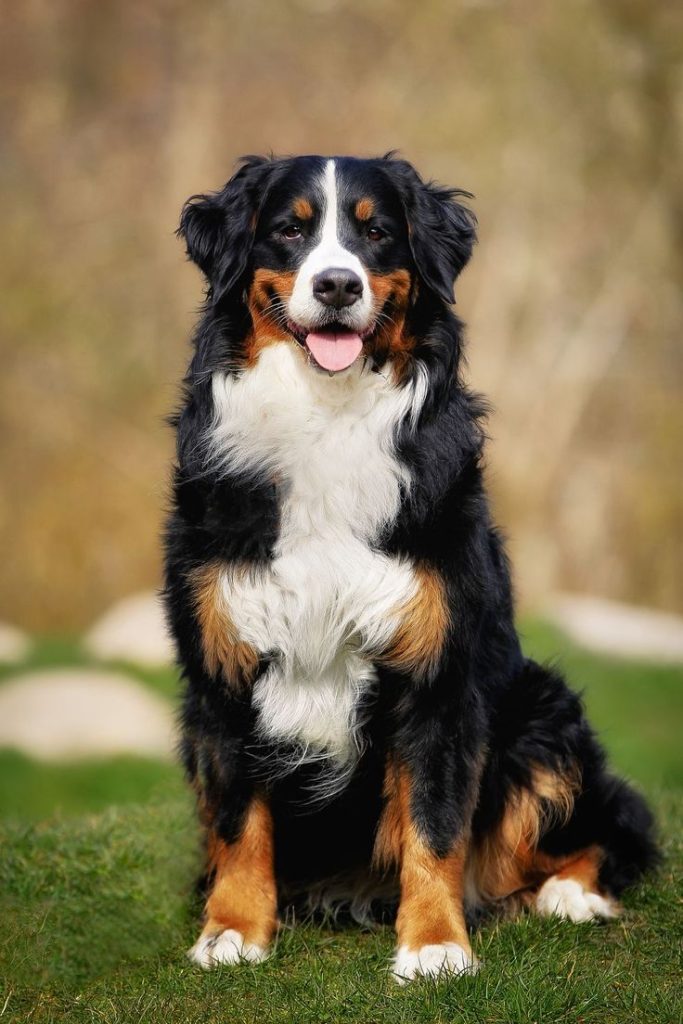 Border Collie // Healthier Pets Today