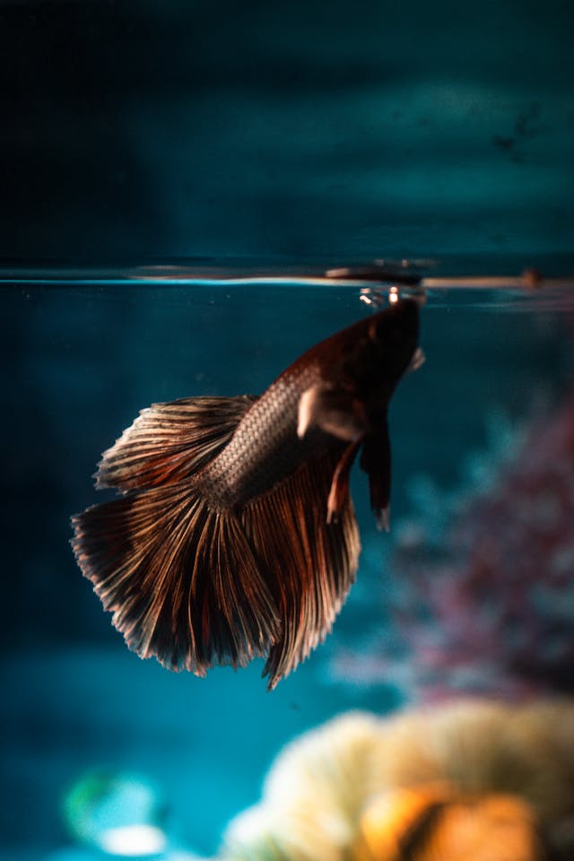 A Fish Inside an Aquarium // Healthier Pets Today