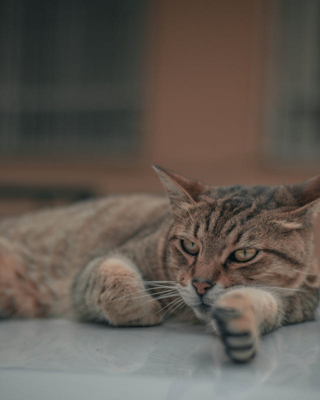 A Tabby Cat Lying Down on a Floor // Healthier Pets Today