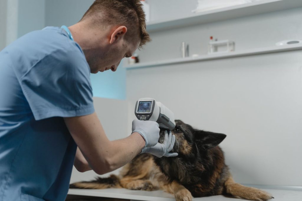 A Vet Checking a Dog Eyes Using a Medical Equipment // Healthier Pets Today