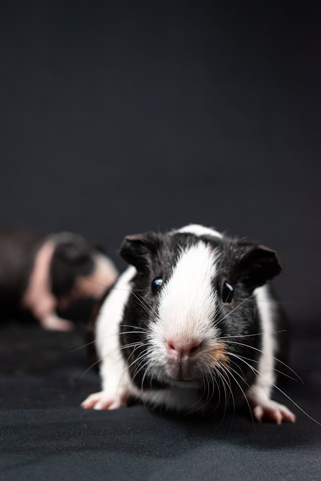 American Guinea Pig, A black and white guinea pig on a black background // Healthier Pets Today