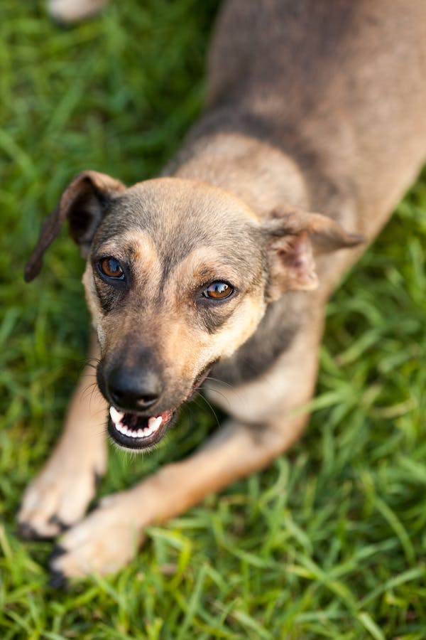 cross breed dog lying on grass // Healthier Pets Today