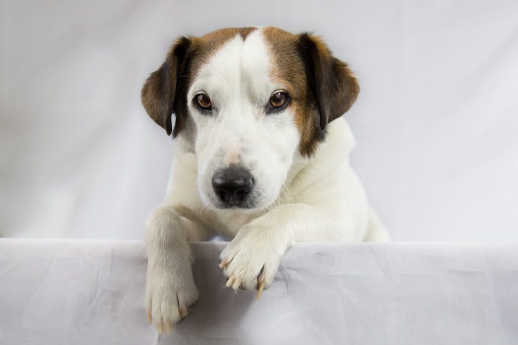 Dog Breeding, Adult White and Brown Jack Russell Terrier // Healthier Pets Today