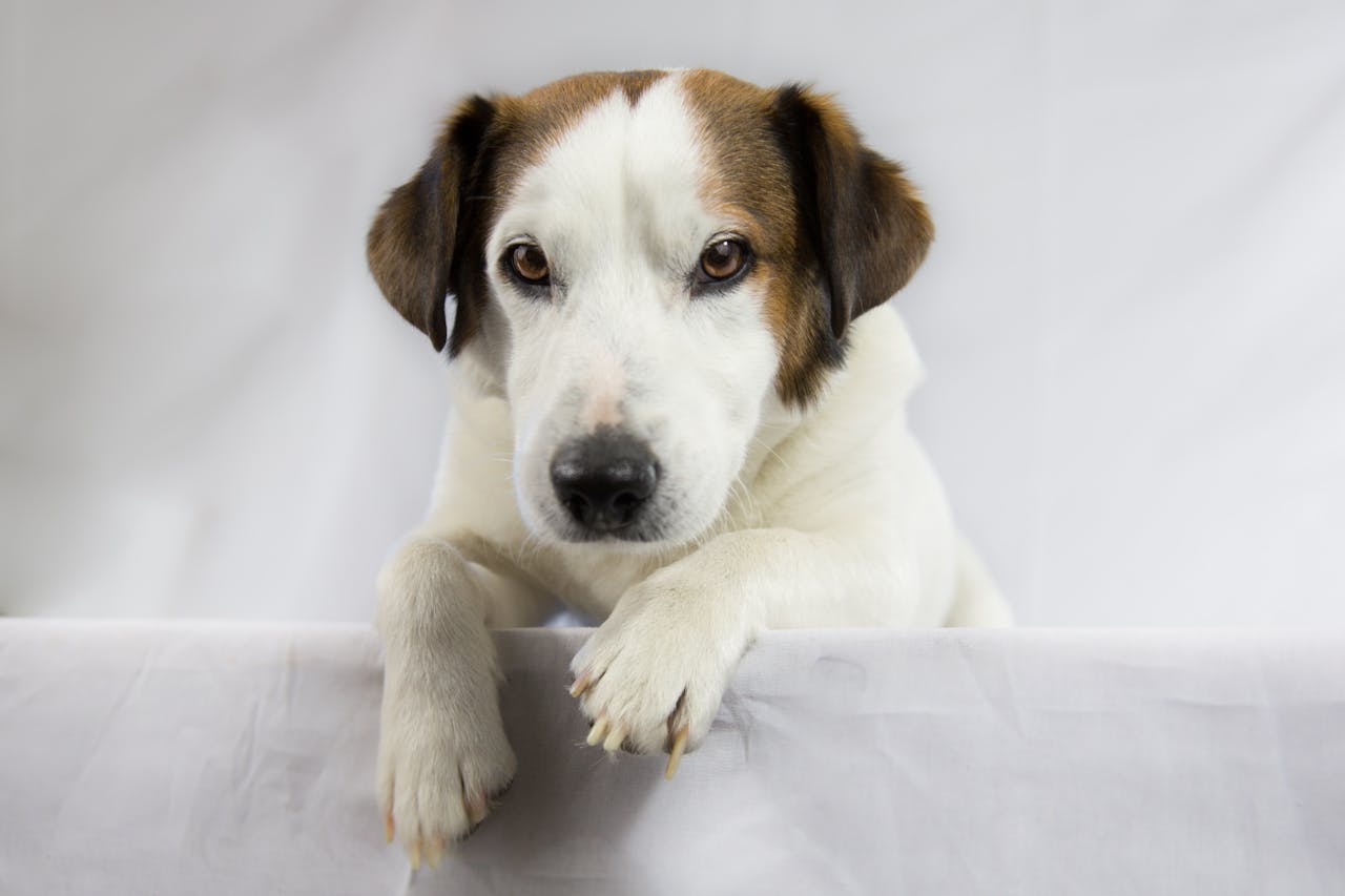 Dog Breeding, Adult White and Brown Jack Russell Terrier // Healthier Pets Today