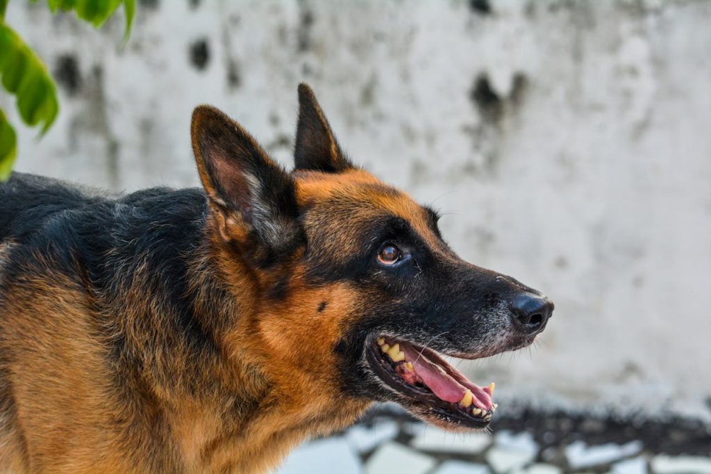 Black and Brown German Shepherd in Close-up Shot // Healthier Pets Today