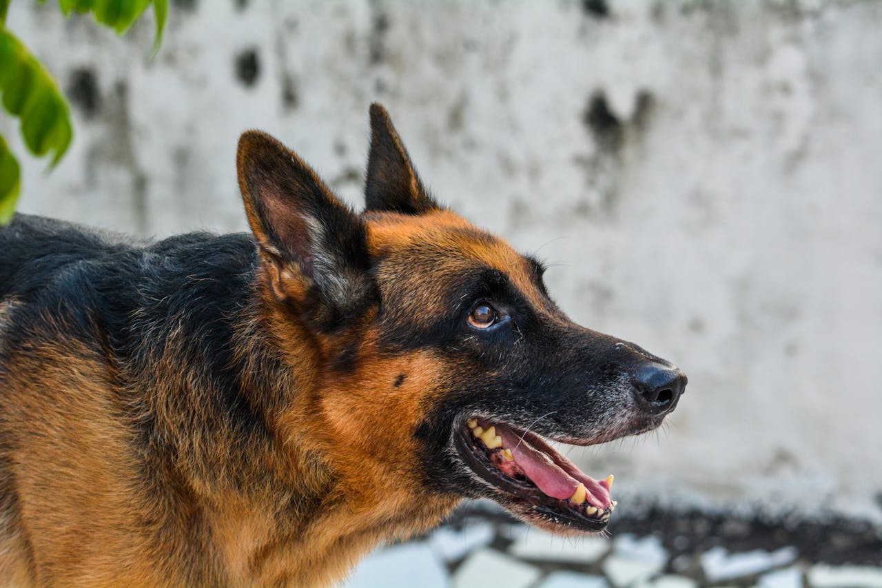 a dog's skull