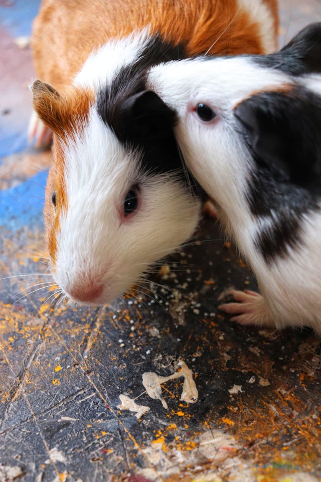 Black and Brown Guinea Pig // Healthier Pets Today